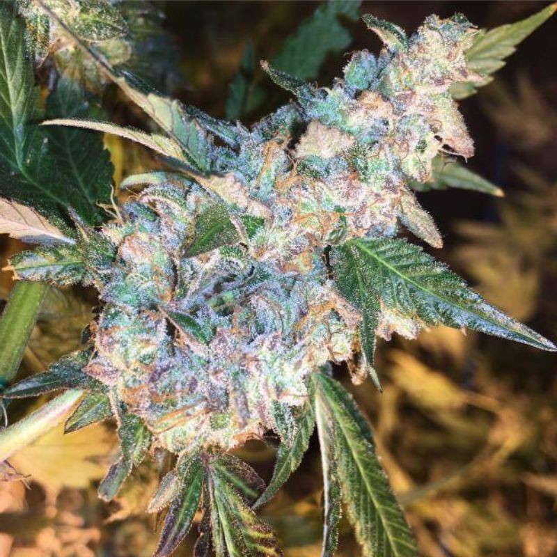 Nasiona marihuany Fruity Jack - odmiana konopi