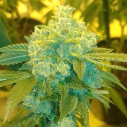 Nasiona marihuany Supercheese - opis odmiany konopi