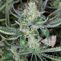 Nasiona marihuany Super Cheese Express - opis odmiany konopi