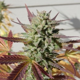 Nasiona marihuany Somango 47 - opis odmiany konopi