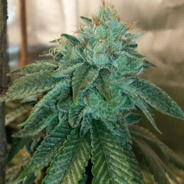 Nasiona medycznej marihuany Jack Diesel CBD - opis odmiany konopi