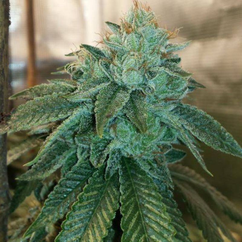 Nasiona medycznej marihuany Jack Diesel CBD - opis odmiany konopi