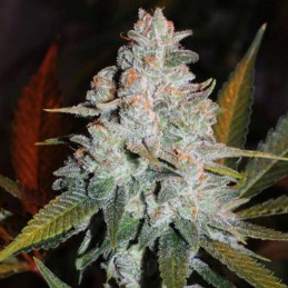 Nasiona marihuany Jack Diesel - opis odmiany konopi