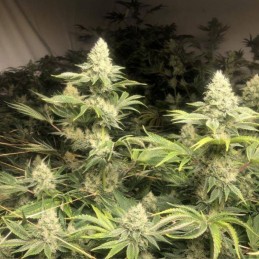 Nasiona marihuany Critical 47 - odmiana konopi