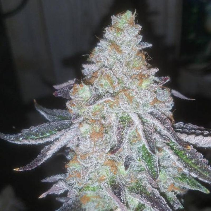 Nasiona marihuany Claustrum - odmiana konopi