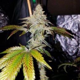 Nasiona marihuany CBD+ 1:20 - odmiana konopi
