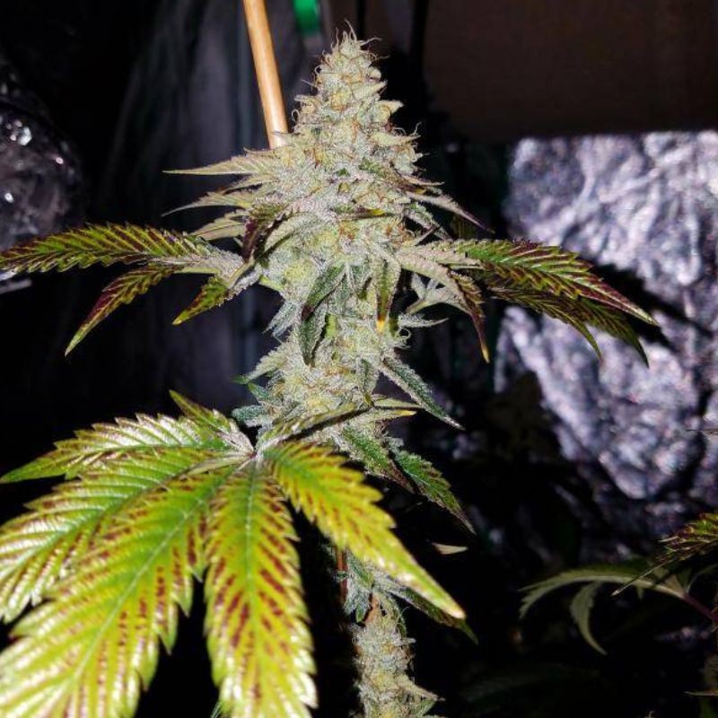 Nasiona marihuany CBD+ 1:20 - odmiana konopi