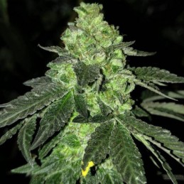 Medyczne nasiona marihuany CBD Critical 47 - odmiana konopi