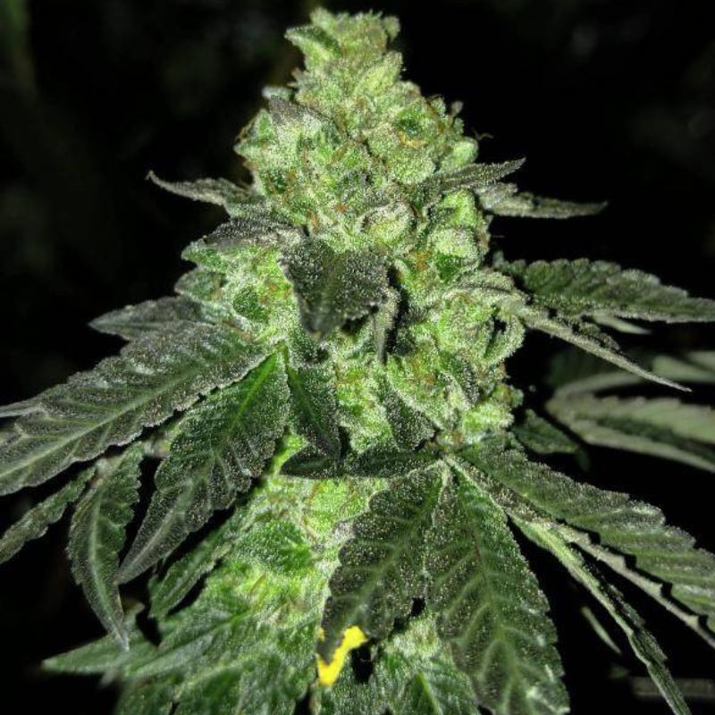 Medyczne nasiona marihuany CBD Critical 47 - odmiana konopi