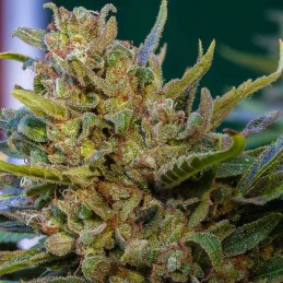 Nasiona marihuany Amnesia Mistery - odmiana konopi