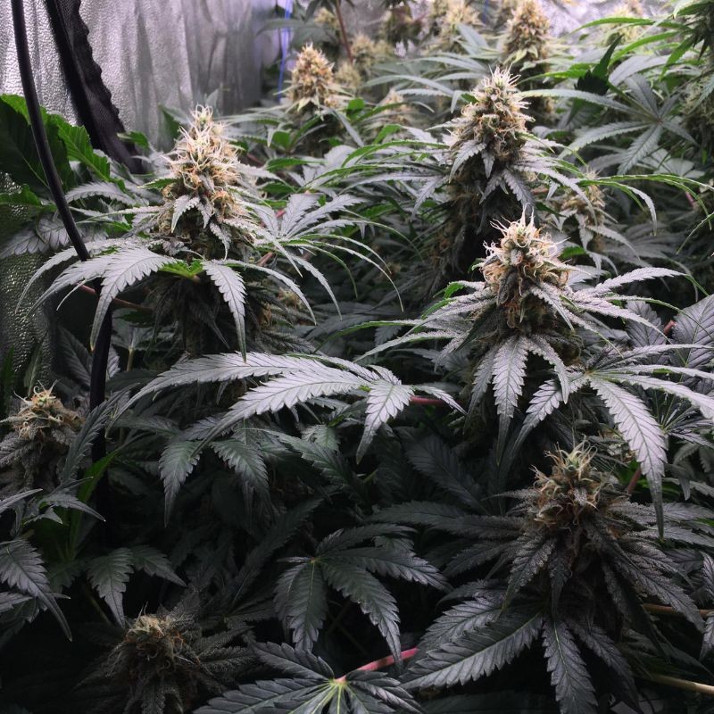 Medyczne nasiona marihuany CBD Black Widow - odmiana konopi