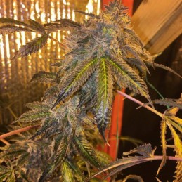 Medyczne nasiona Caramelice CBD Express - odmiana konopi