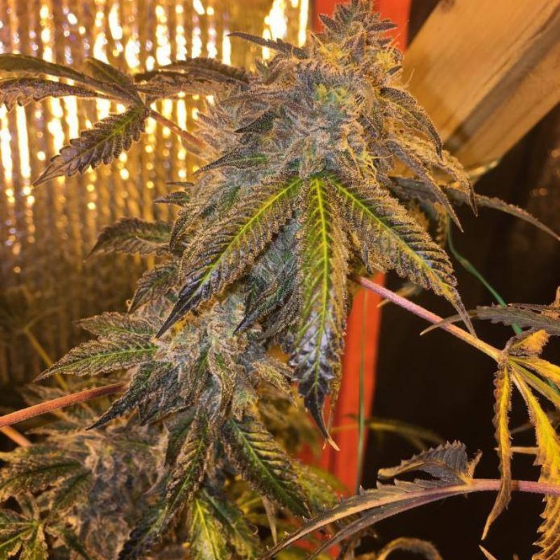 Medyczne nasiona Caramelice CBD Express - odmiana konopi