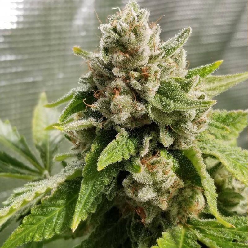 Medyczne nasiona Caramelice CBD - odmiana konopi