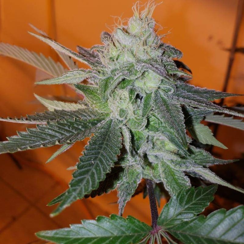 Nasiona marihuany Caramelice - odmiana konopi