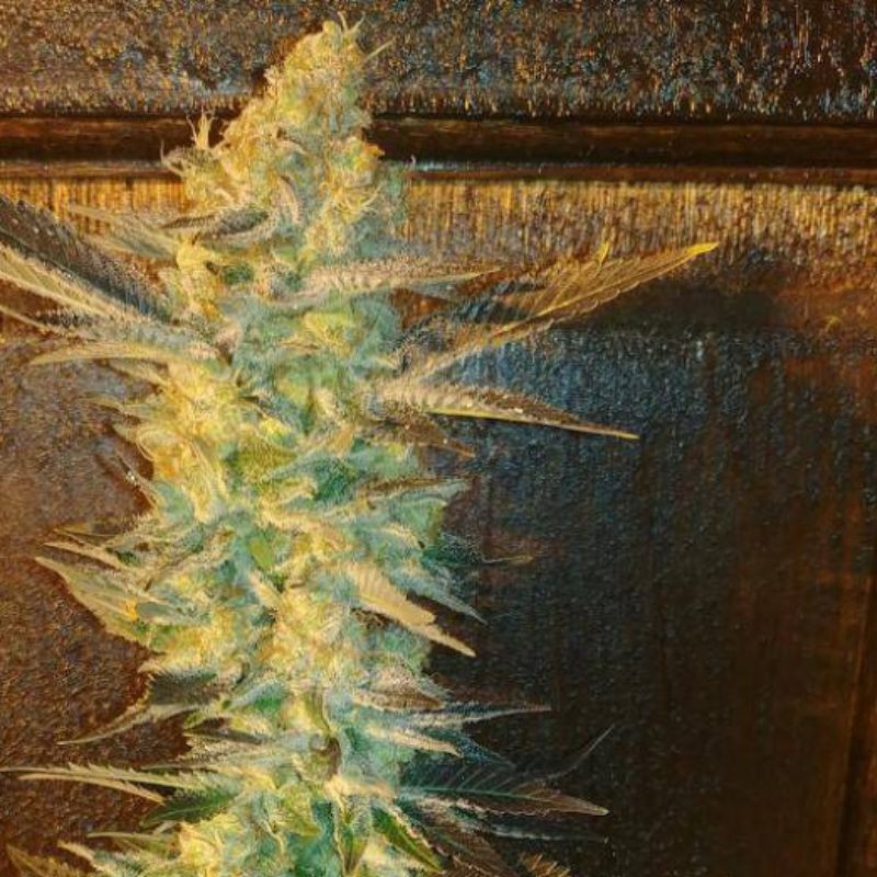 Nasiona marihuany Blue Rhino - odmiana konopi