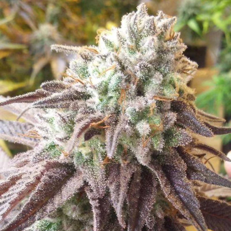 Nasiona marihuany Black Widow - odmiana konopi