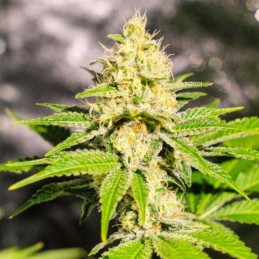 Nasiona marihuany automatyczne Auto Mayday Express - odmiana konopi