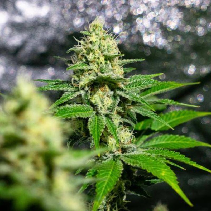 Nasiona marihuany automatyczne Auto Afghan Express - odmiana konopi