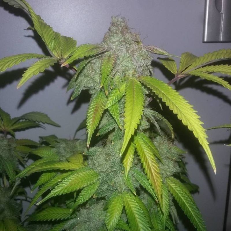 Nasiona marihuany automaty White Crystal Meth Auto - opis odmiany konopi