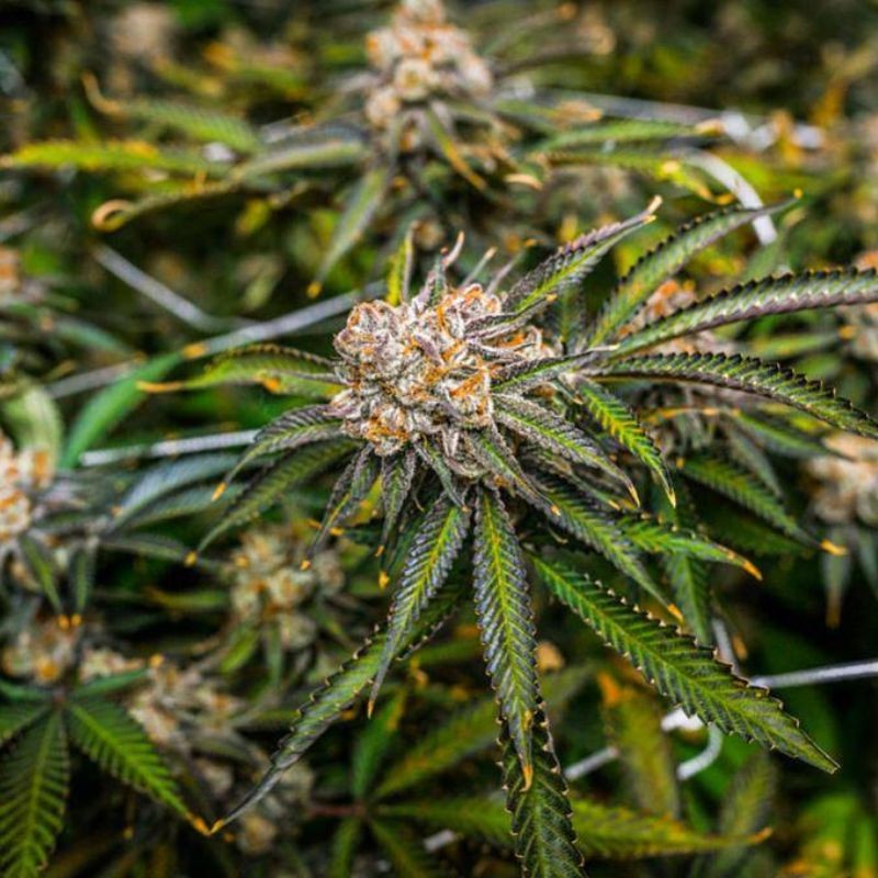 nasiona marihuany Wedding Cookies - opis odmiany konopi