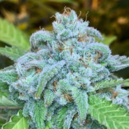 Nasiona marihuany Alien Gorilla - odmiana konopi