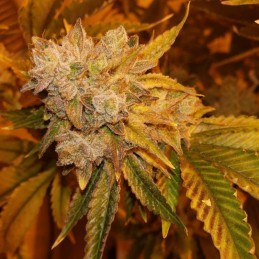 Nasiona marihuany Super Auto Lemon Haze - opis odmiany konopi