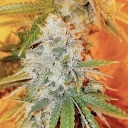 Nasiona marihuany Runtz Gum - opis odmiany konopi