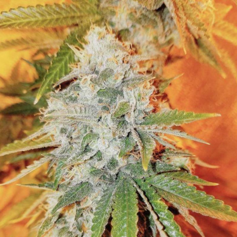 Nasiona marihuany Runtz Gum - opis odmiany konopi