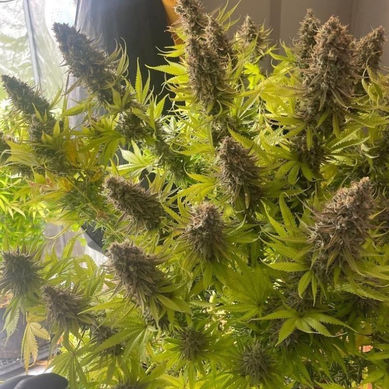 Nasiona marihuany Purple Punch Cookies - opis odmiany konopi