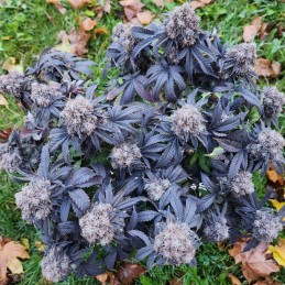 Nasiona marihuany automatyczne Blueberry Cookies Auto - odmiana konopi