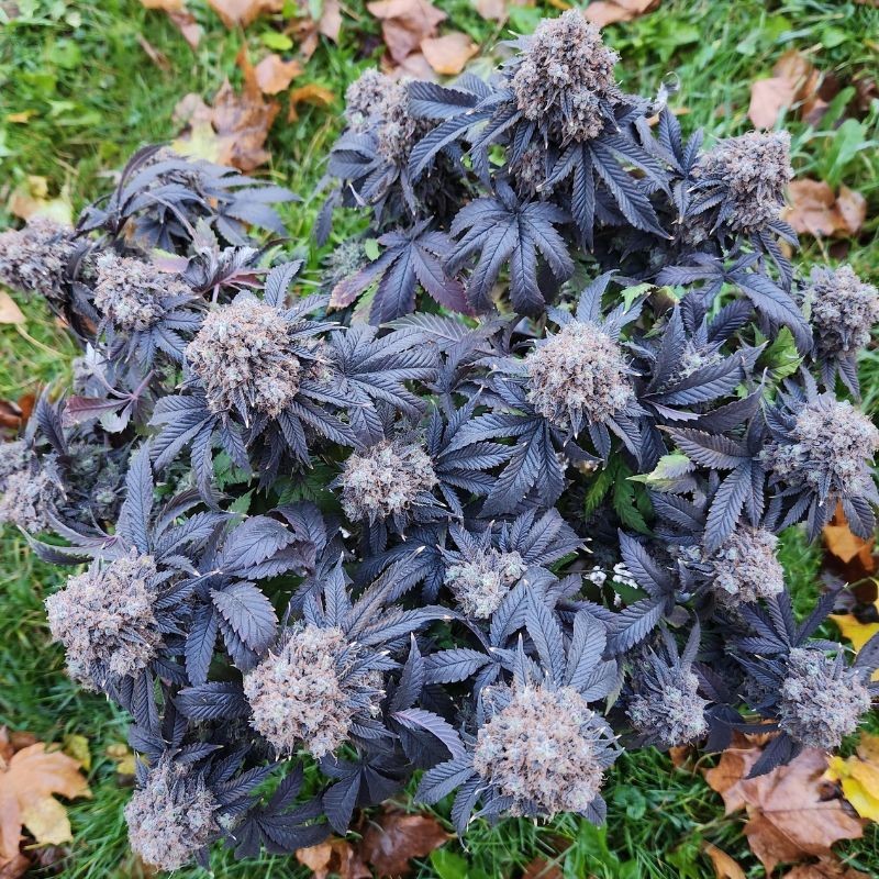 Nasiona marihuany automatyczne Blueberry Cookies Auto - odmiana konopi