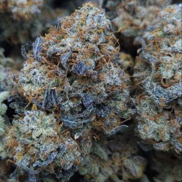 Nasiona marihuany automatyczne Auto Blueberry Ghost OG - odmiana konopi