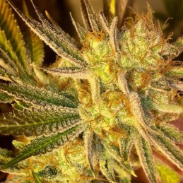 Nasiona marihuany automatyczne Auto Ghost Cookies - odmiana konopi