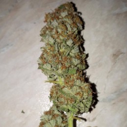 Nasiona marihuany automatyczne Lemonberry Haze Auto - opis odmiany konopi