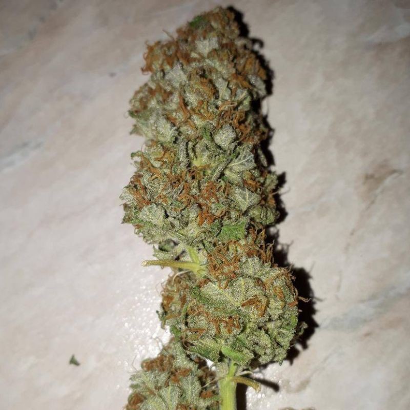 Nasiona marihuany automatyczne Lemonberry Haze Auto - opis odmiany konopi