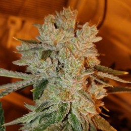 Nasiona marihuany Grandaddy Black - odmiana konopi