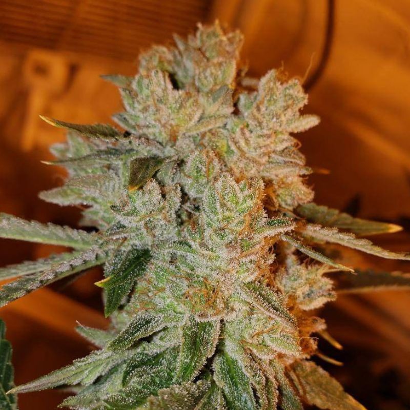 Nasiona marihuany Grandaddy Black - odmiana konopi