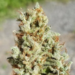 Nasiona marihuany automatyczne Gorilla Glue 4 Auto - odmiana konopi