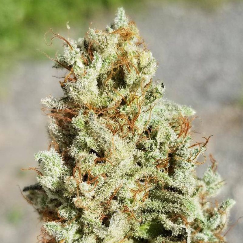 Nasiona marihuany automatyczne Gorilla Glue 4 Auto - odmiana konopi