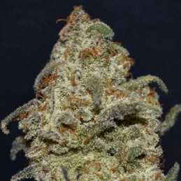 Nasiona marihuany Gorilla Cookies - odmiana konopi