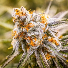 Nasiona marihuany Blueberry Ghost OG - odmiana konopi