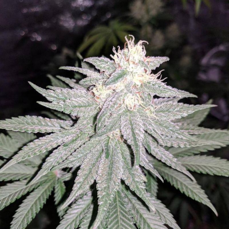 Medyczne nasiona marihuany CBD Lemon Aid - odmiana konopi