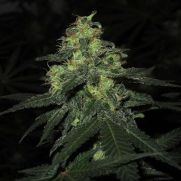 Medyczne nasiona marihuany Cannafuel CBD + - odmiana konopi