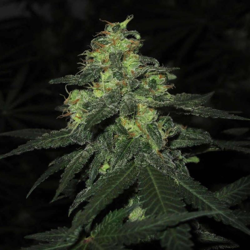 Medyczne nasiona marihuany Cannafuel CBD + - odmiana konopi