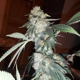 Medyczne nasiona marihuany Cannaboom CBD+- odmiana konopi