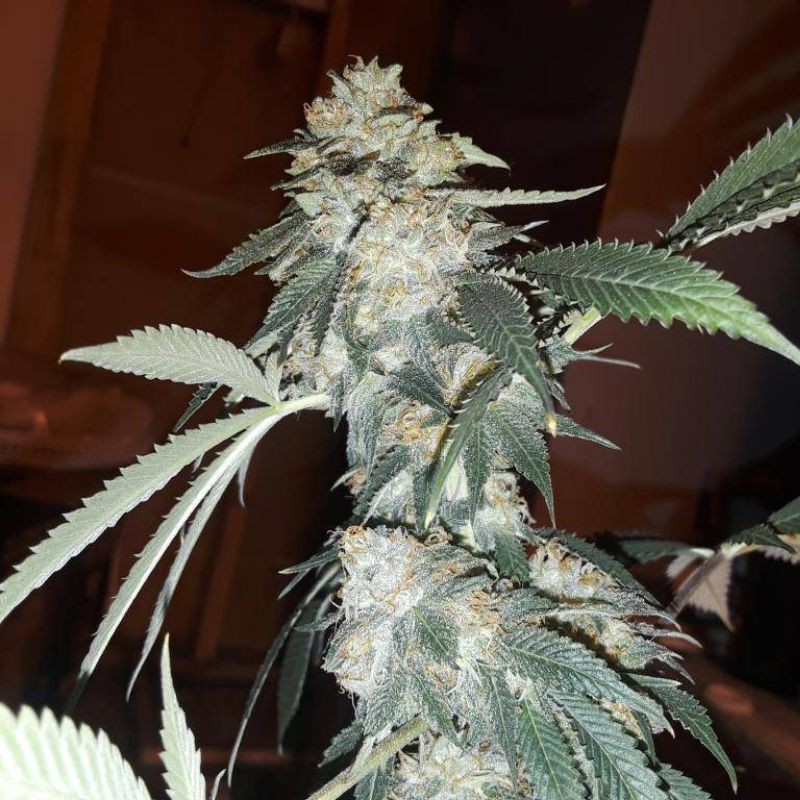 Medyczne nasiona marihuany Cannaboom CBD+- odmiana konopi