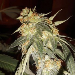 Nasiona marihuany Bruce Cookies - odmiana konopi