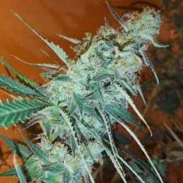 Nasiona marihuany Bruce Banner 3 Fast - odmiana konopi