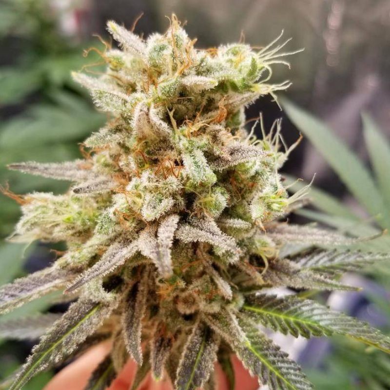 Nasiona marihuany automatyczne Bruce Banner 3 Auto - odmiana konopi